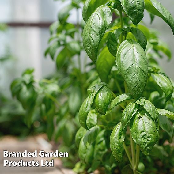 Basil 'Loki' - Organic Herb Seeds