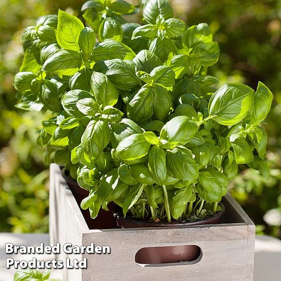 Basil 'Loki' - Organic Herb Seeds