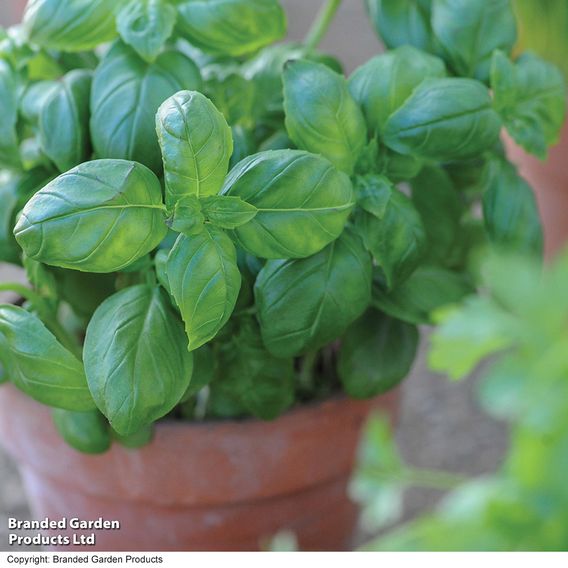 Basil 'Sweet Basil' - Seeds