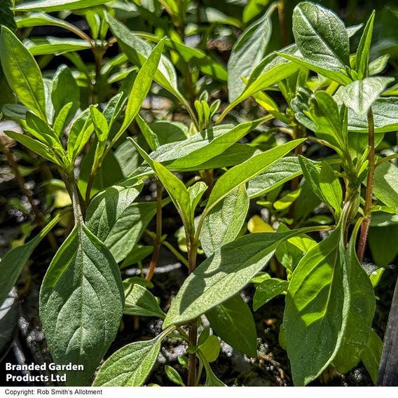 Basil 'Basilicious Thai-Zing' F1 - Herb Seeds