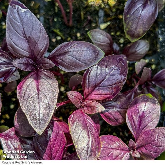 Basil 'Basilicious Velvet-Spice' F1 - Herb Seeds