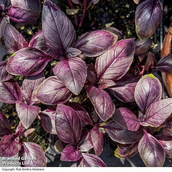 Basil 'Basilicious Velvet-Spice' F1 - Herb Seeds