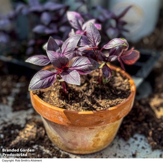 Basil 'Basilicious Velvet-Spice' F1 - Herb Seeds