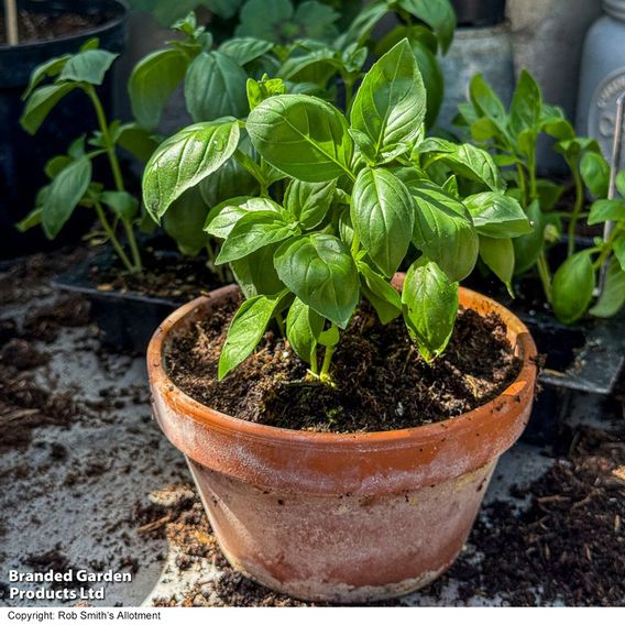 Basil 'Basilicious Verde-Sure' F1 - Herb Seeds