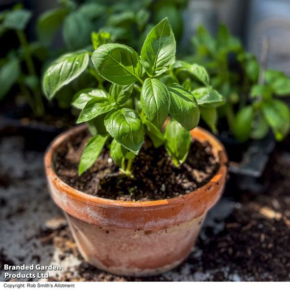 Basil 'Basilicious Verde-Sure' F1 - Herb Seeds
