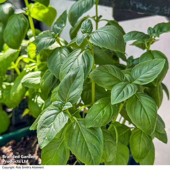 Basil 'Basilicious Verde-Sure' F1 - Herb Seeds