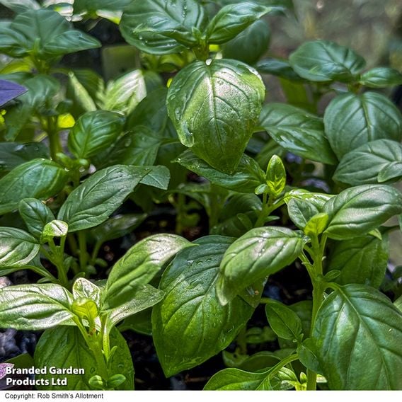 Basil 'Basilicious Verde-Sure' F1 - Herb Seeds