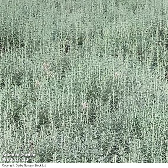 Rosemary 'Blue Lagoon'