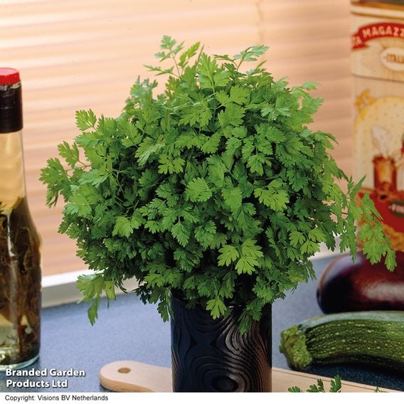 Root chervil - Organic Seeds