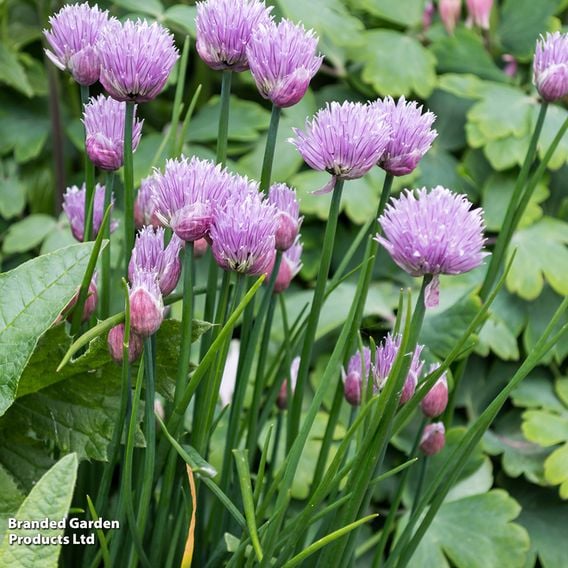 Chives - Organic Herb Seeds