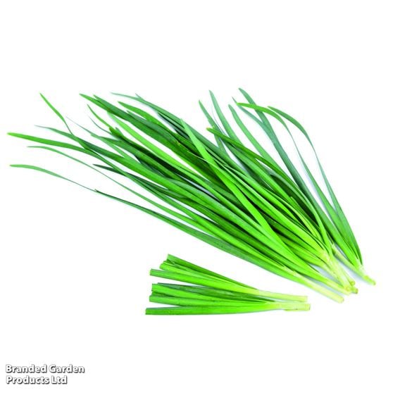Chives - Organic Herb Seeds