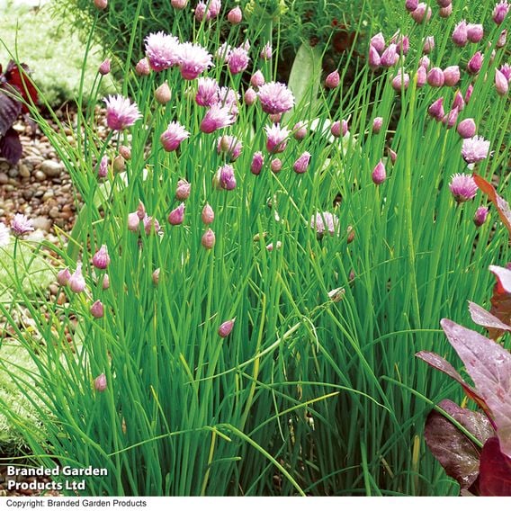 Chives - Organic Herb Seeds