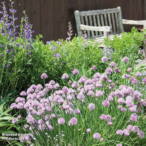 Chives - Organic Herb Seeds