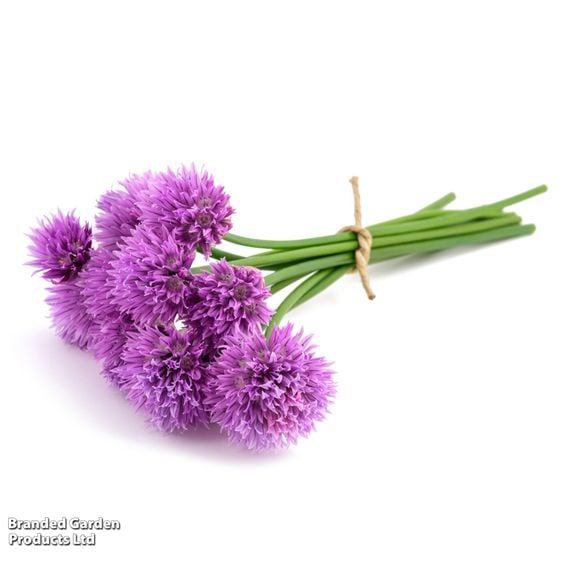Chives - Organic Herb Seeds