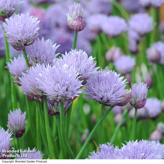 Chives - Organic Herb Seeds