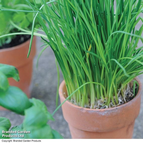 Chives - Organic Herb Seeds