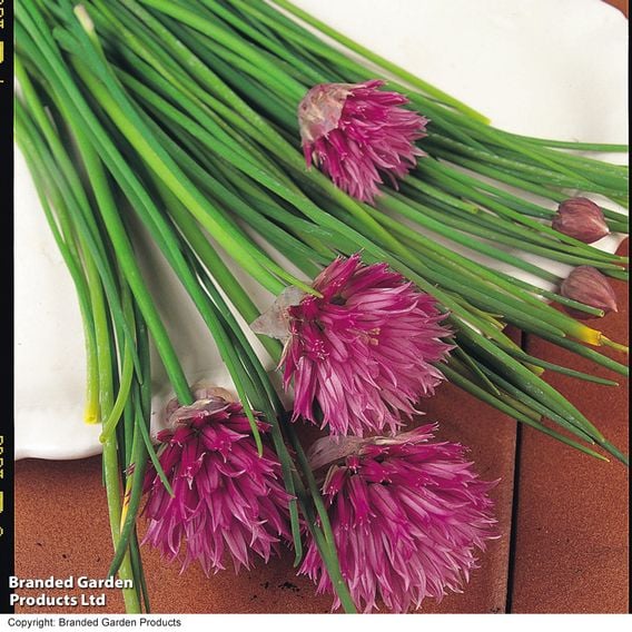 Chives - Organic Herb Seeds