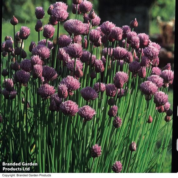 Chives - Organic Herb Seeds