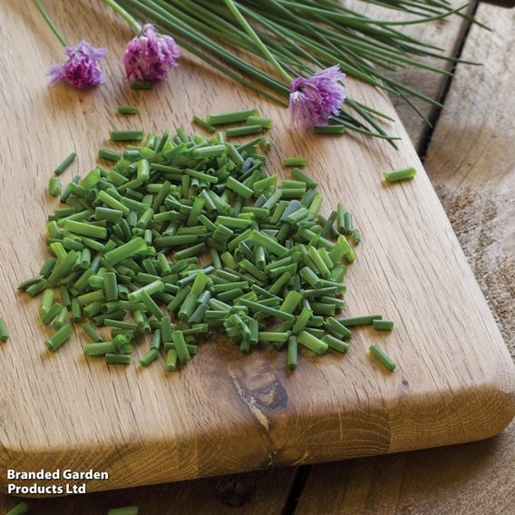 Chives - Organic Herb Seeds