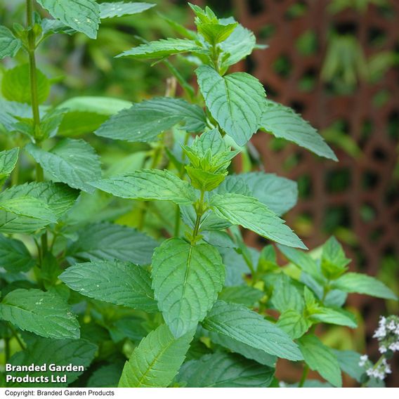 Herb Fusion 'Garden Cocktail' Mix