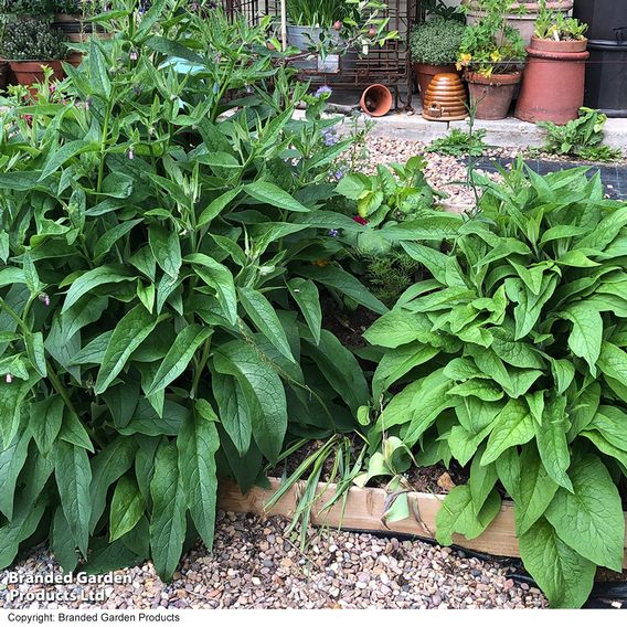 Symphytum officinale