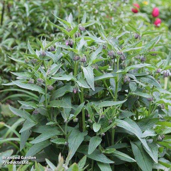 Symphytum officinale