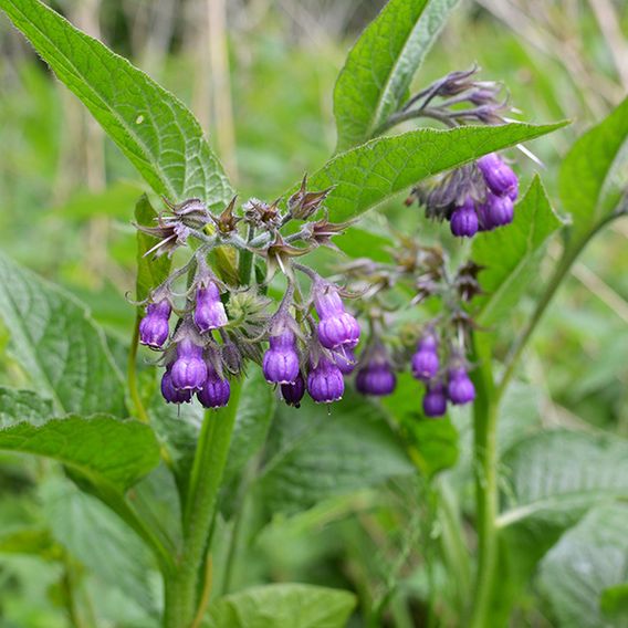 Symphytum officinale