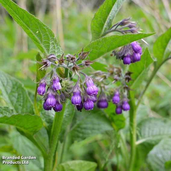 Symphytum officinale