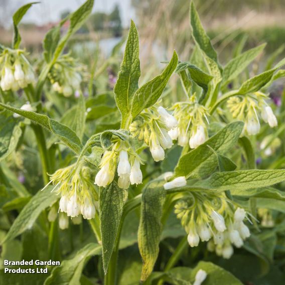 Symphytum officinale