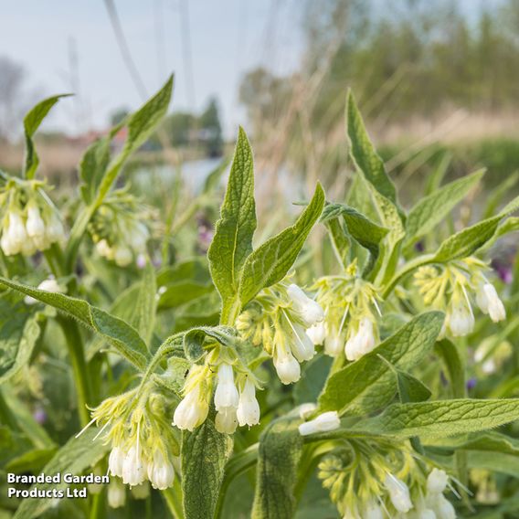 Comfrey - Seeds