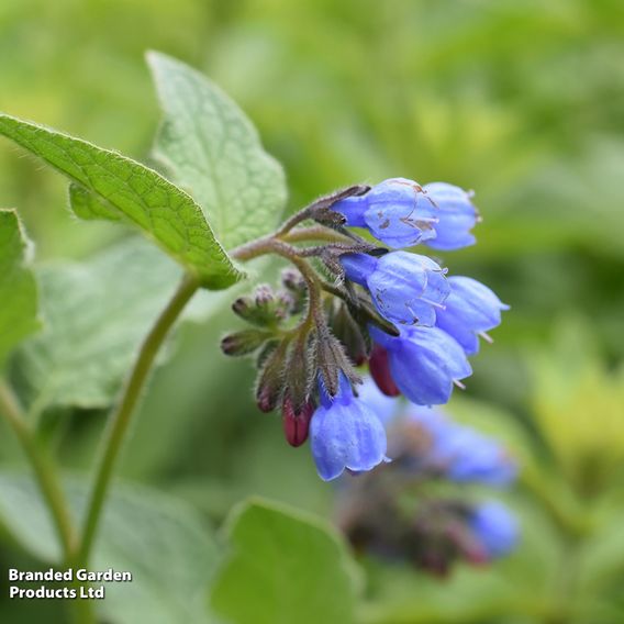 Symphytum officinale