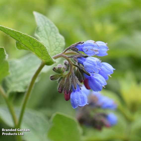 Comfrey - Seeds