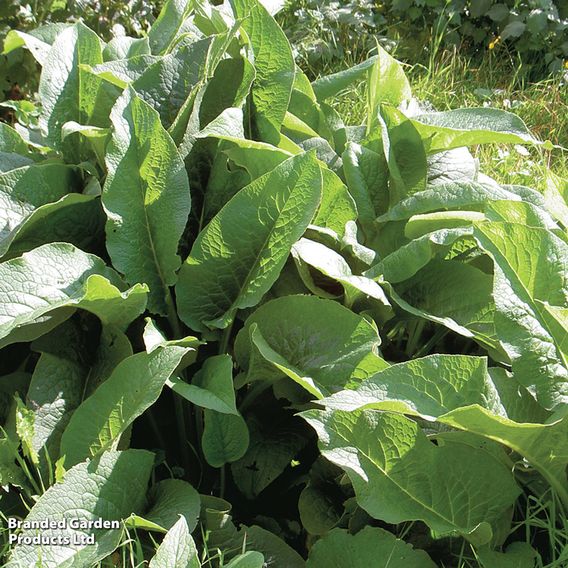 Symphytum officinale
