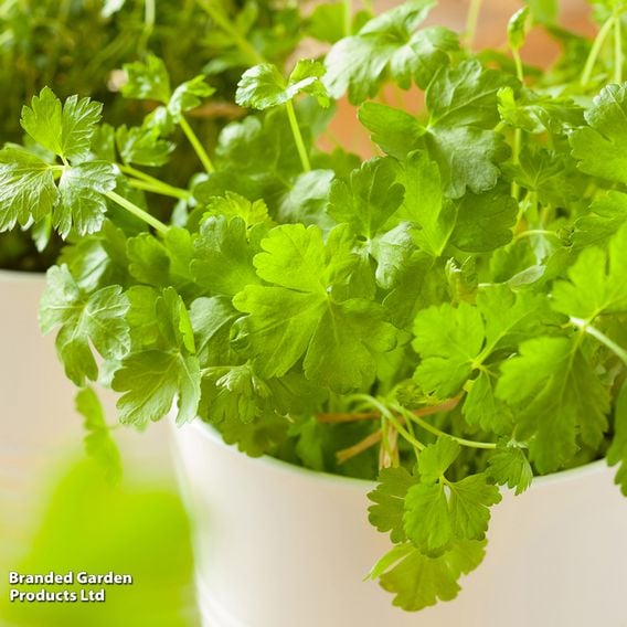 Coriander