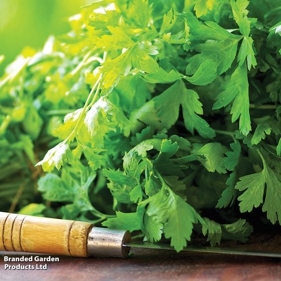 Coriander