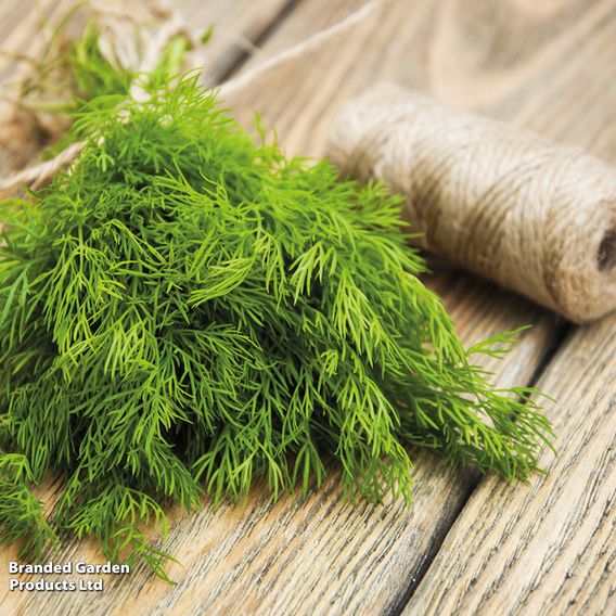 Dill - Seeds