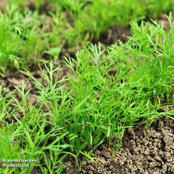 Dill - Seeds