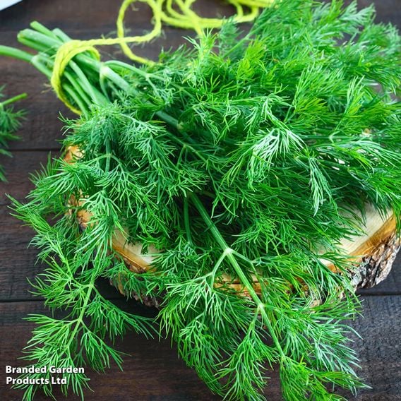 Dill - Organic Herb Seeds