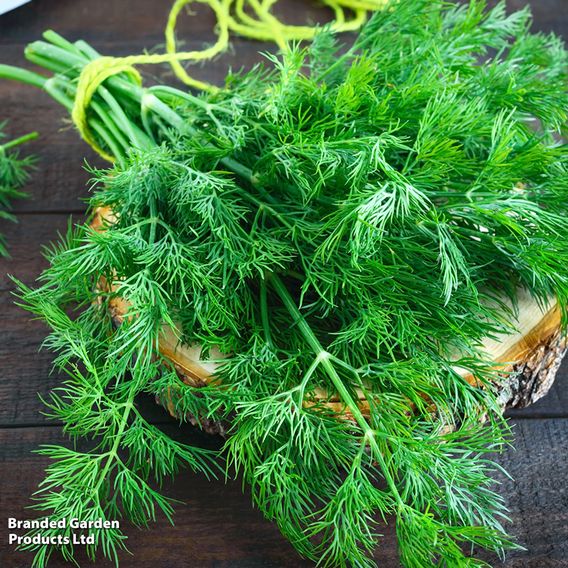 Dill - Seeds