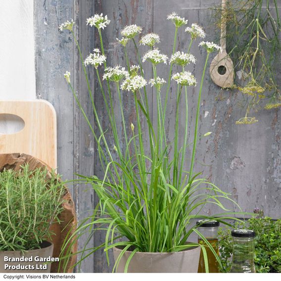 Garlic Chives - Seeds