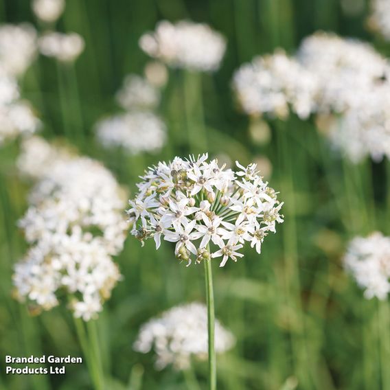 Garlic Chives - Seeds