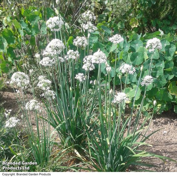 Garlic Chives - Seeds