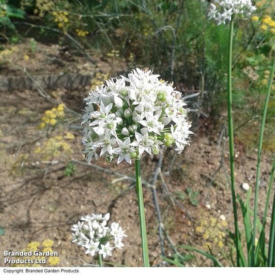 Garlic Chives - Organic Herb Seeds