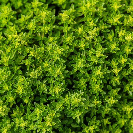 Basil 'Minette' (Sweet Greek) - Herb Seeds