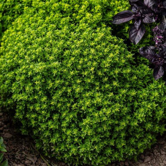 Basil 'Minette' (Sweet Greek) - Herb Seeds