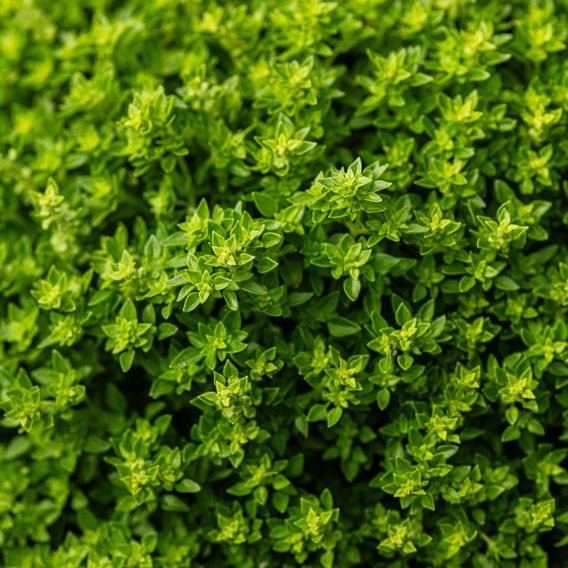 Basil 'Minette' (Sweet Greek) - Herb Seeds