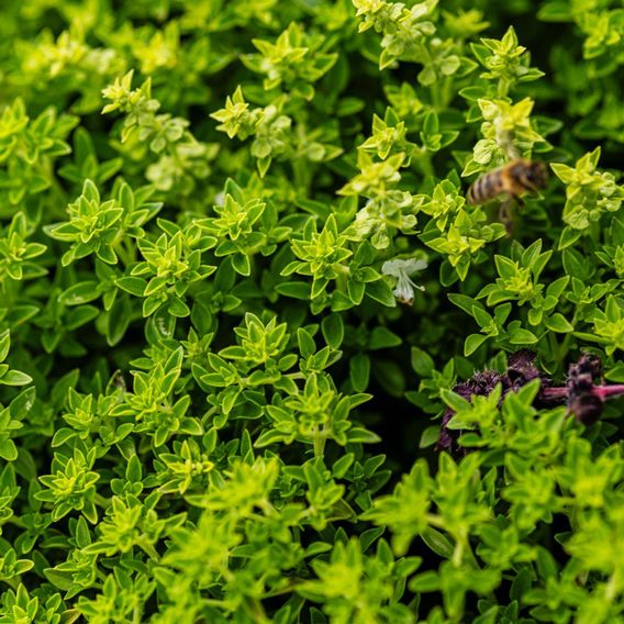 Basil 'Minette' (Sweet Greek) - Herb Seeds