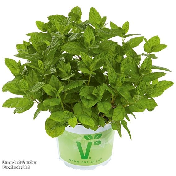 Mint