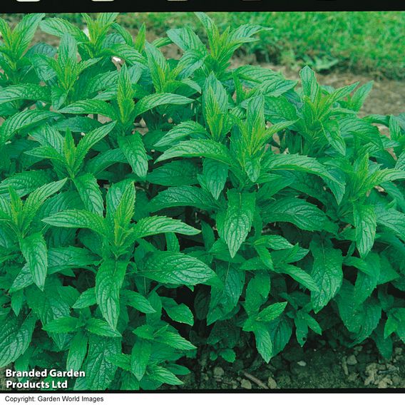 Mint 'Garden'
