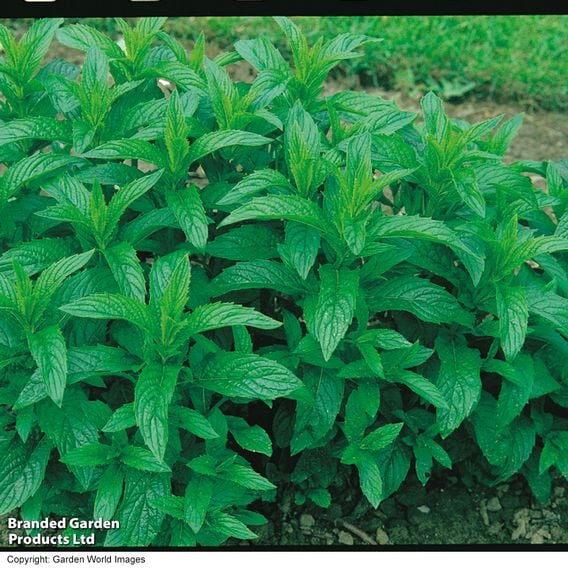 Mint